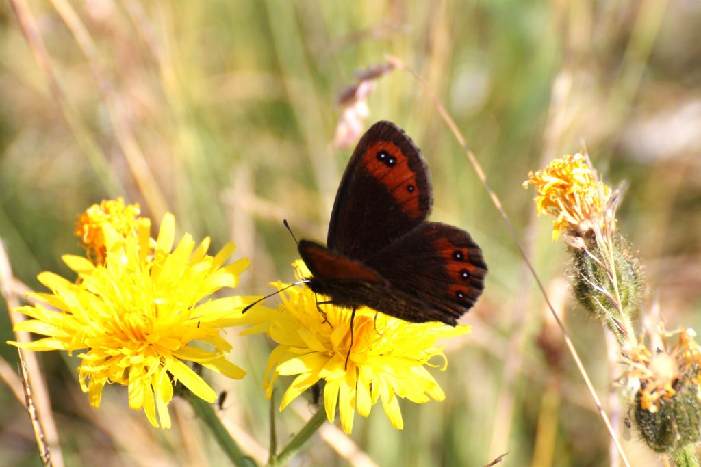 Quale Erebia 4 - Erebia montana